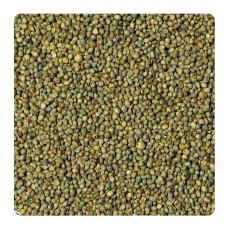 Green Bajra Manufacturer Supplier Wholesale Exporter Importer Buyer Trader Retailer in Bikaner Rajasthan India